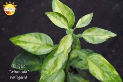 Tangelo Minneola variegated - 